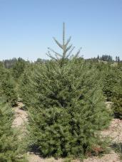 Douglas Fir